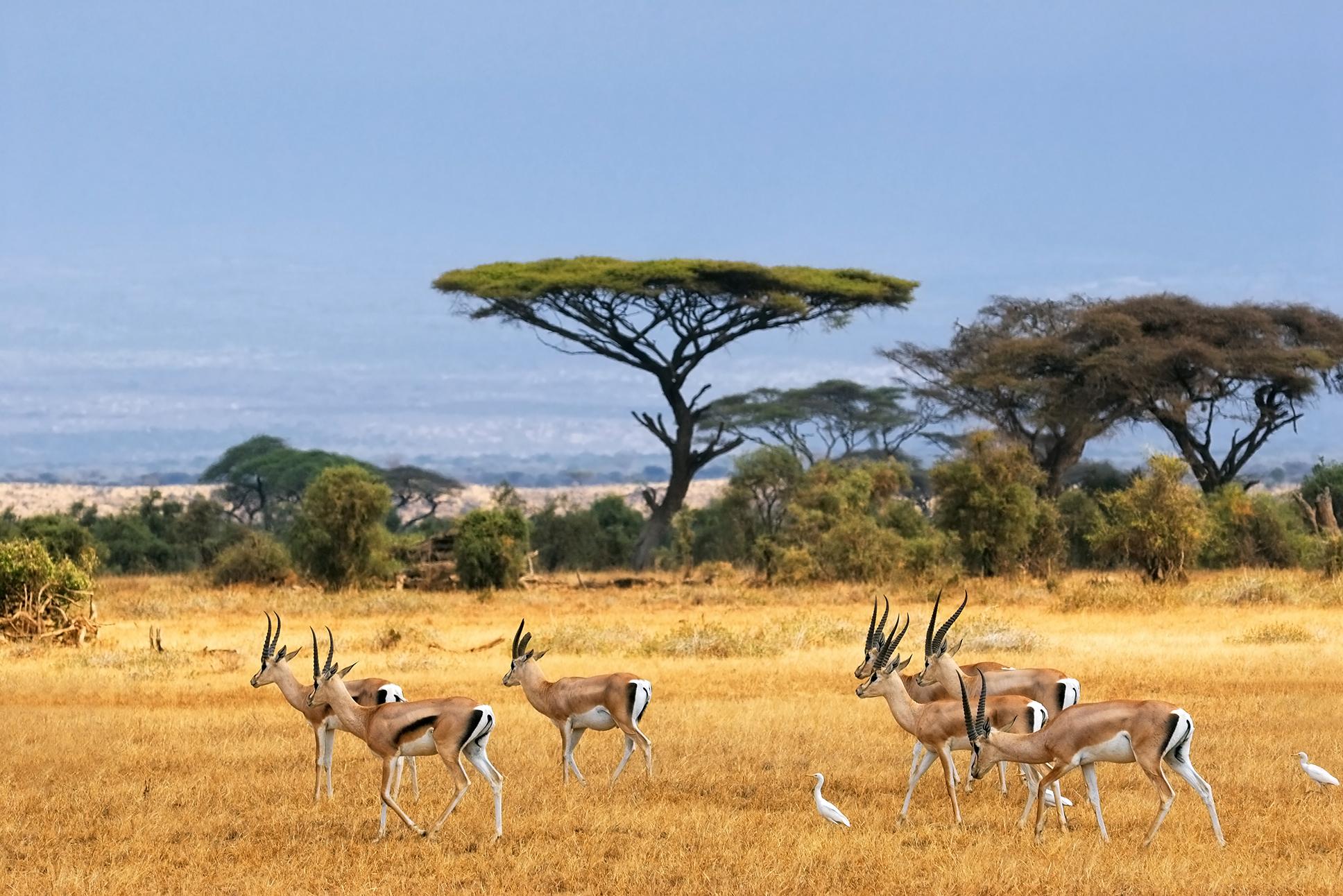 Wild sahara safari with Africa vacation packages