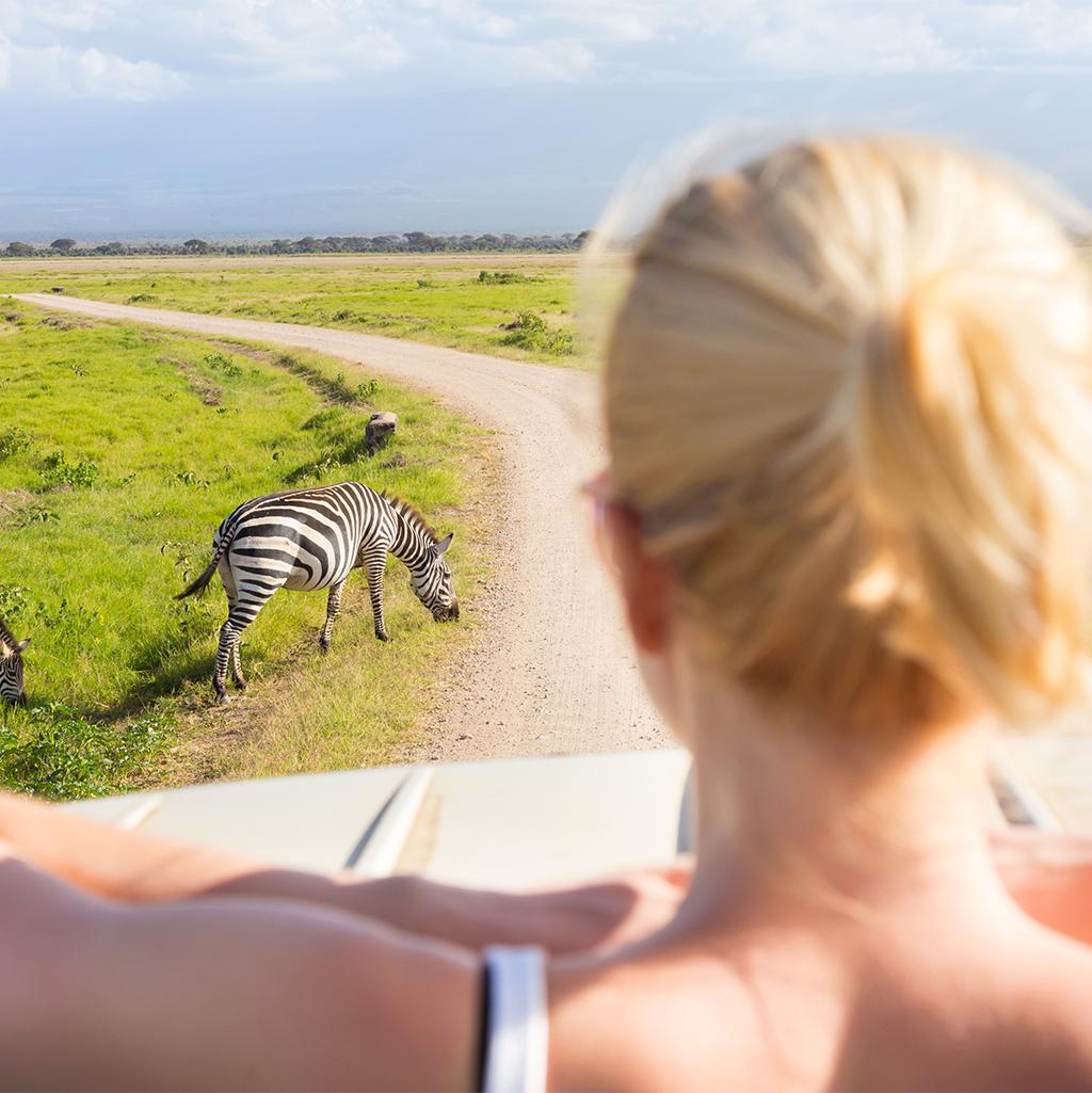 View of Zebras with Africa vacation packages