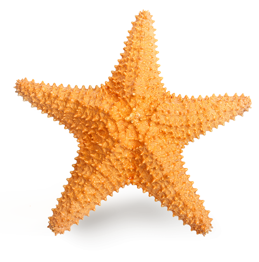 Starfish from the beach