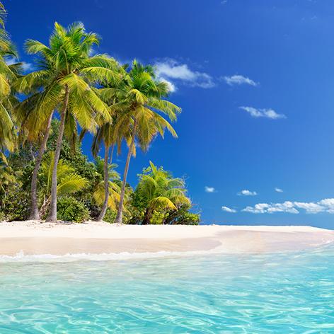 Palm trees along a Caribbean beach