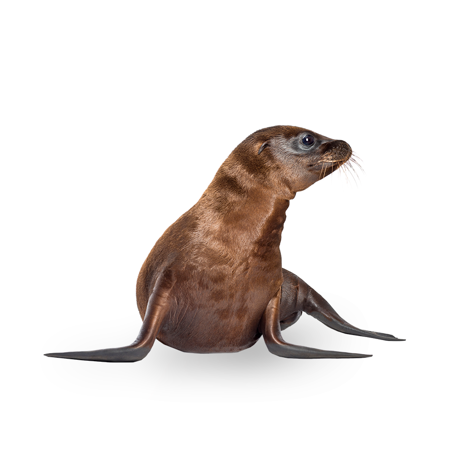 Seal