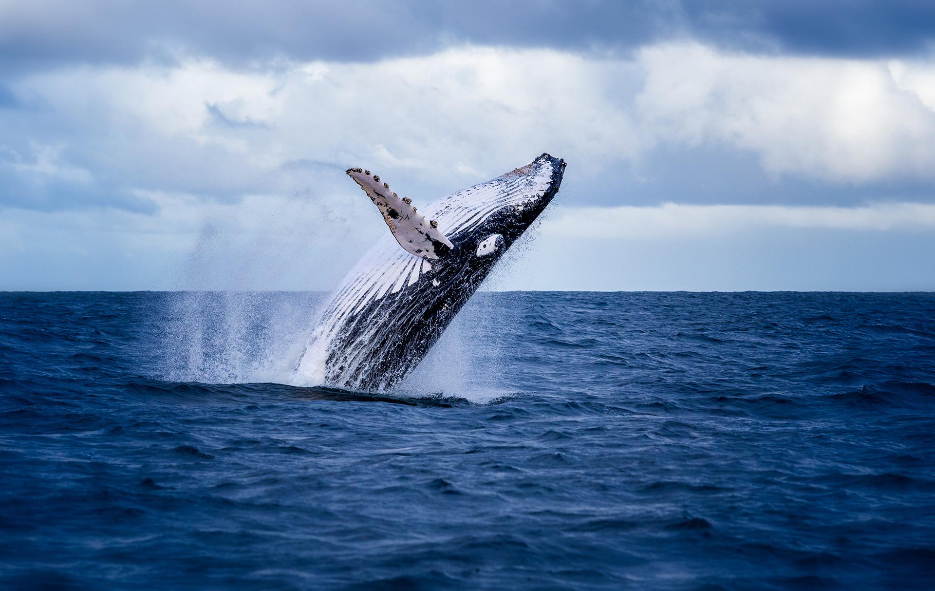 Whale Watching Around the World